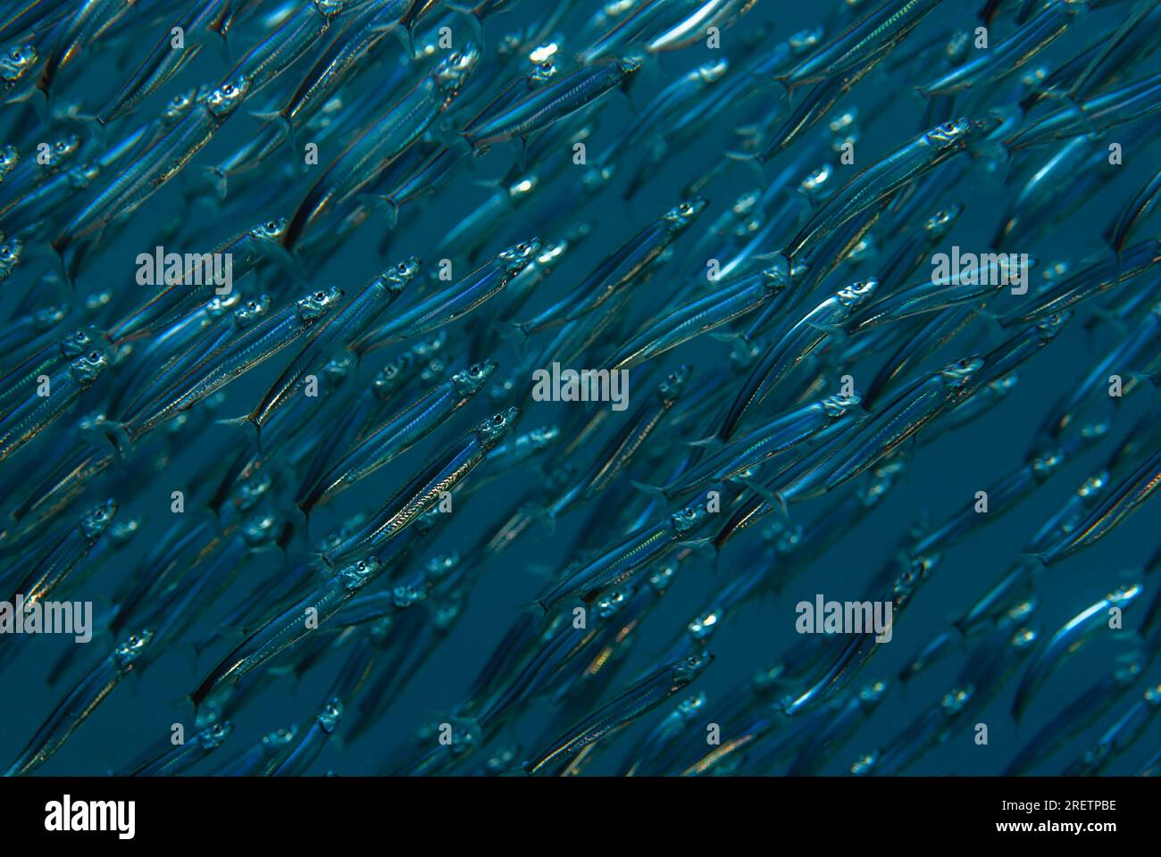 School of Silverside, Atherinomorus sp, Nudi Retreat dive site, Lembeh Straits, Sulawesi, Indonesia Foto Stock