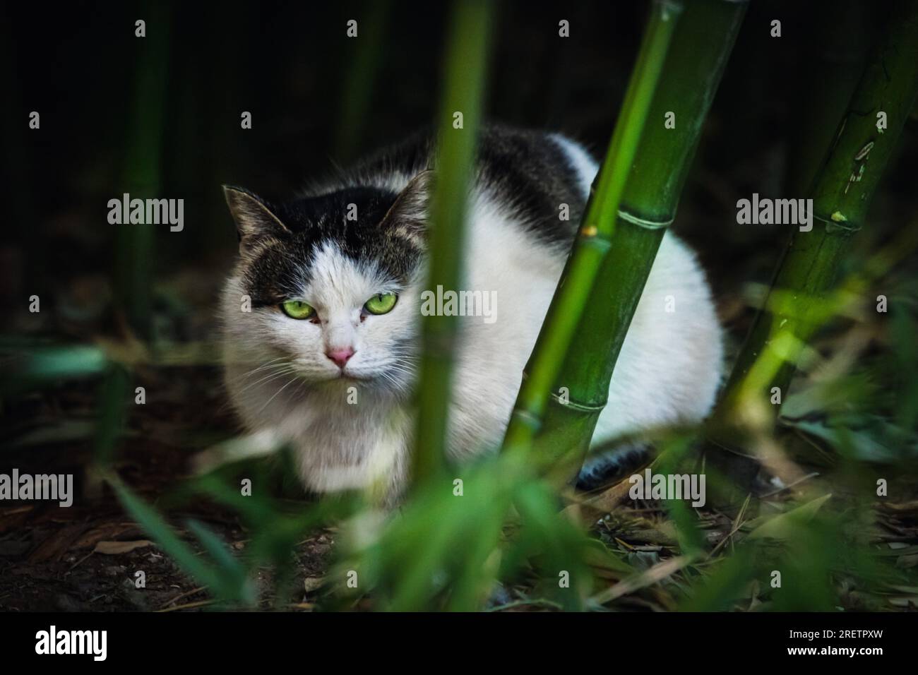 Il gatto randagio bianco a righe con occhi verdi fissa la lente attraverso un cespuglio di bambù Foto Stock