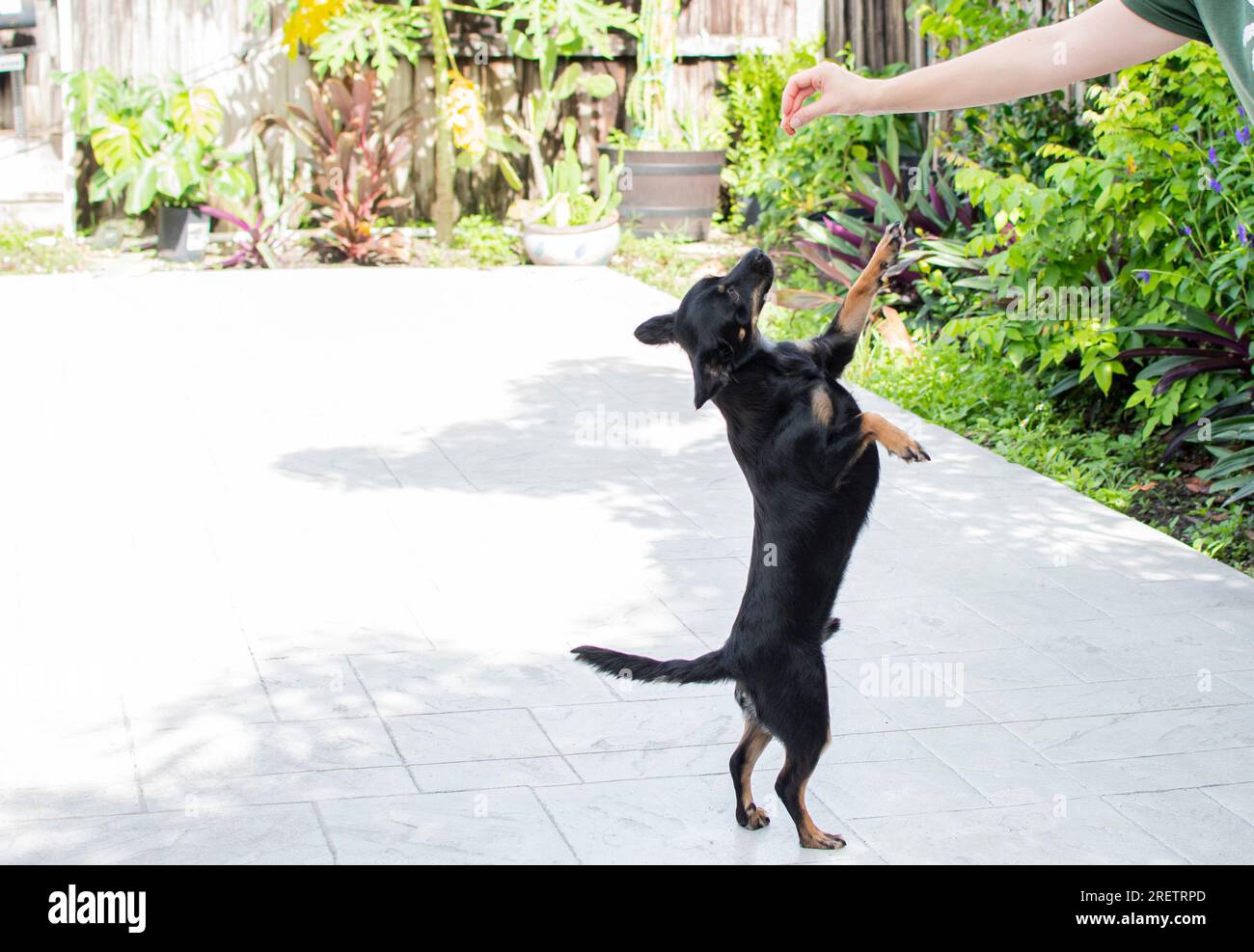 Il cane sta in piedi sulle gambe rare. Addestramento dei cani. Dolcetti per cani Foto Stock
