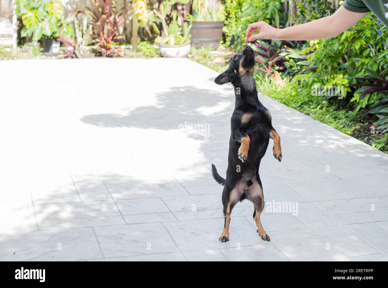 Il cane sta in piedi sulle gambe rare. Addestramento dei cani. Dolcetti per cani Foto Stock