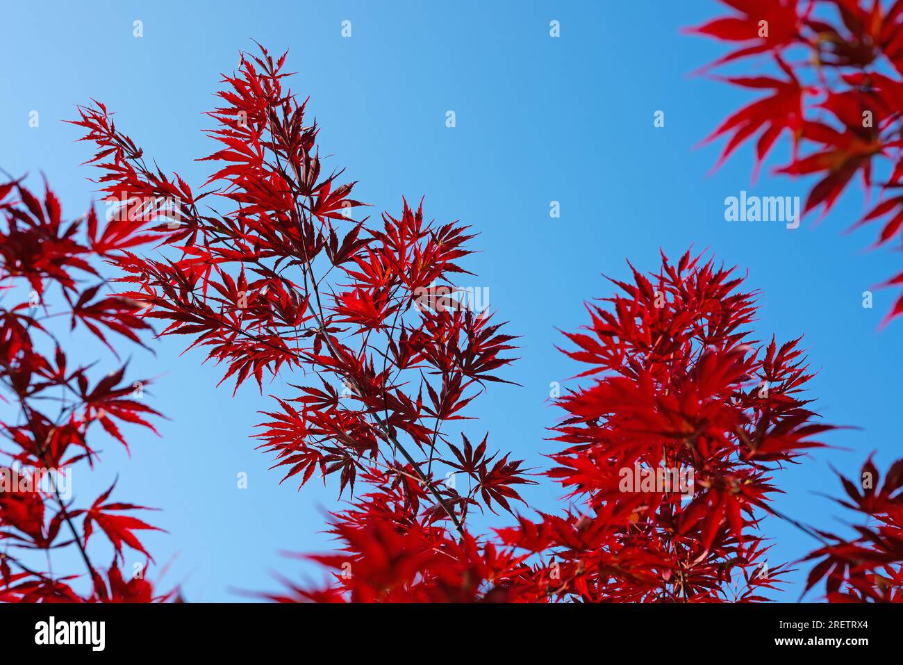 Acero giapponese, Acer palmatum, contro il cielo blu Foto Stock