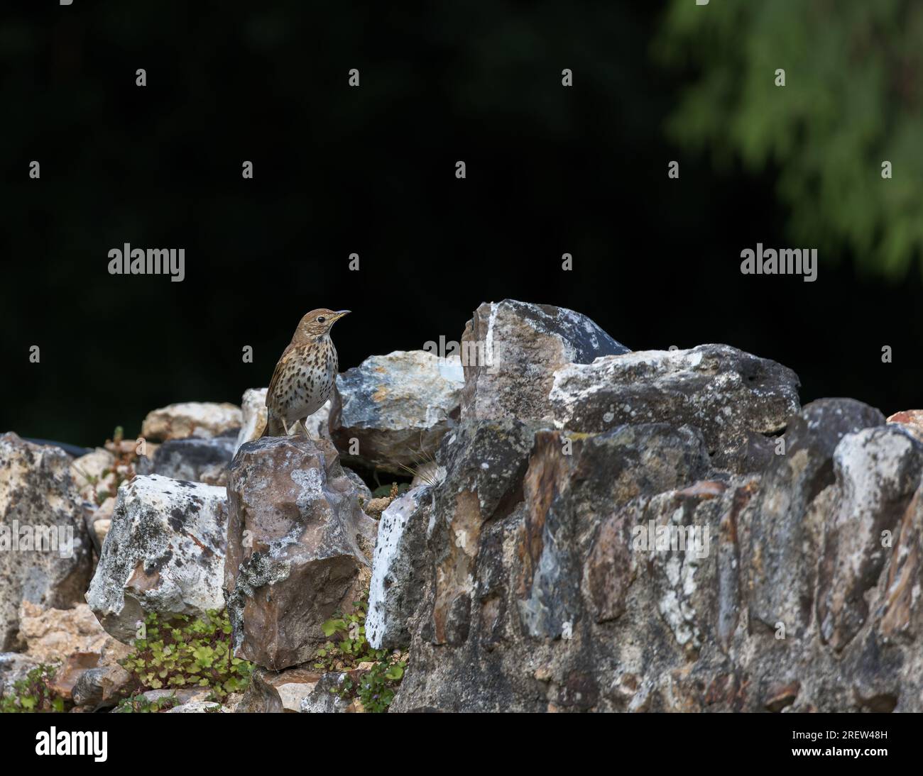 Song Thrush [ Turdus philomelos ] su un vecchio muro di pietra Foto Stock