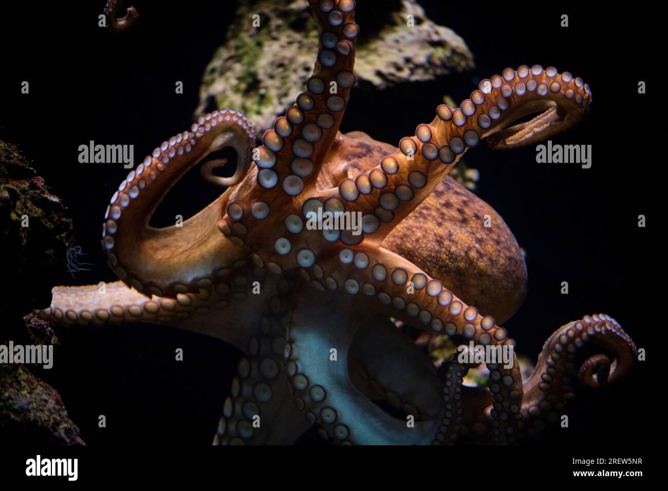 Closeup di polpo comune o Octopus vulgaris galleggianti in acque marine profonde e trasparenti nell'oceanarium Foto Stock