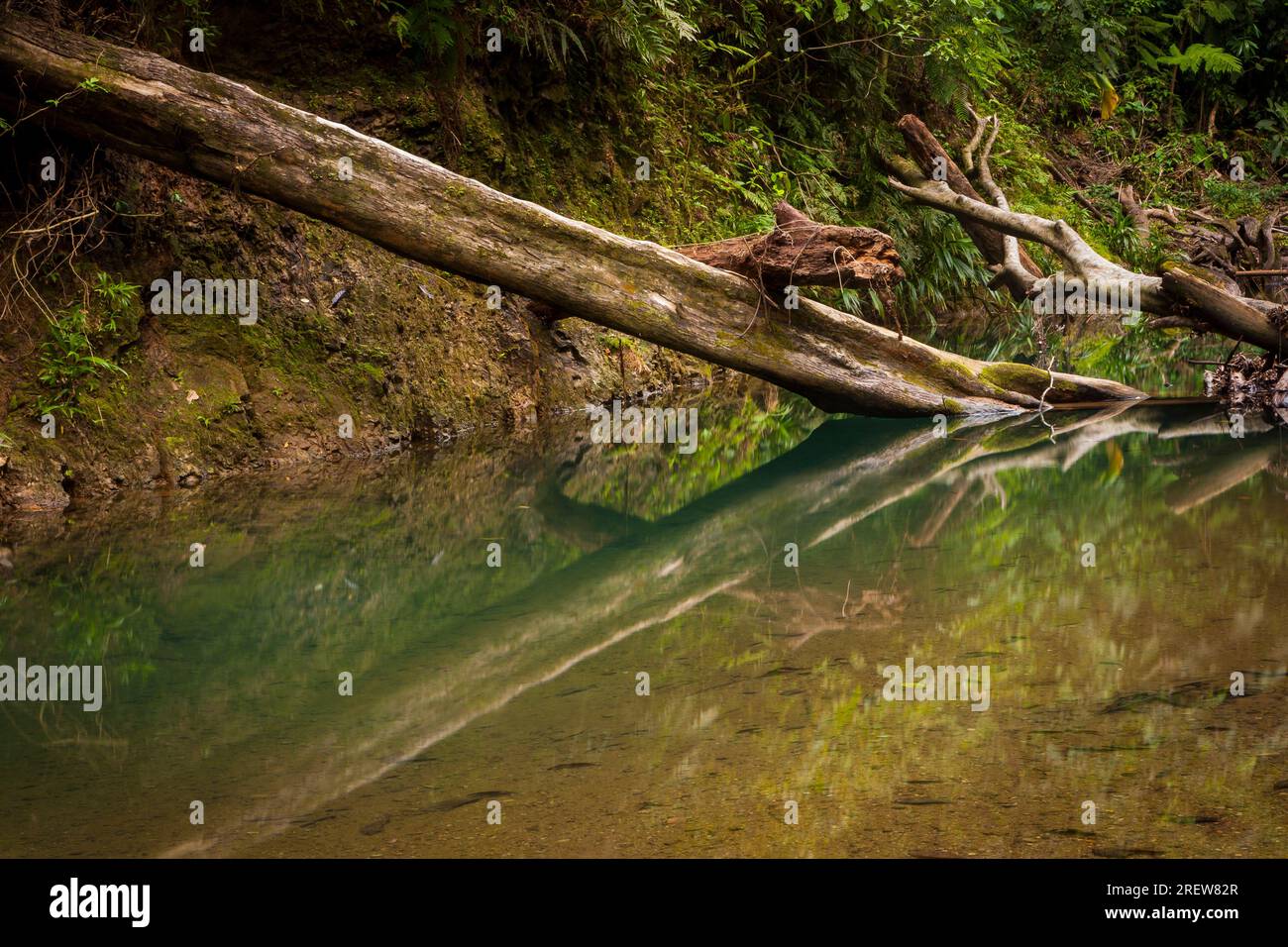 Tronco caduto e riflessione a Rio Boqueron, nella foresta pluviale del parco nazionale di Portobelo, provincia di Colon, Repubblica di Panama, America centrale. Foto Stock