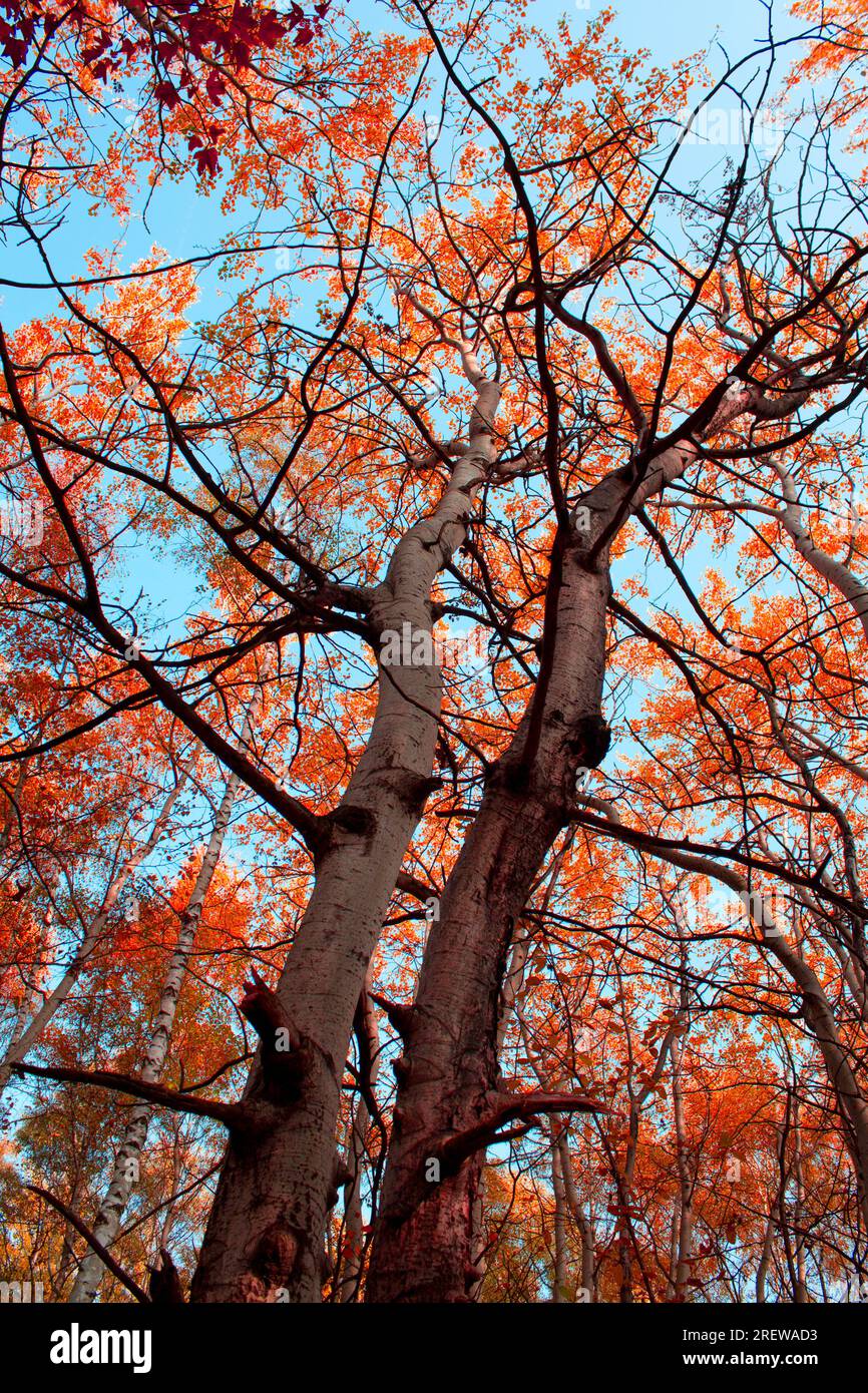 alberi con foglie rosse, paesaggio alberato autunnale Foto Stock
