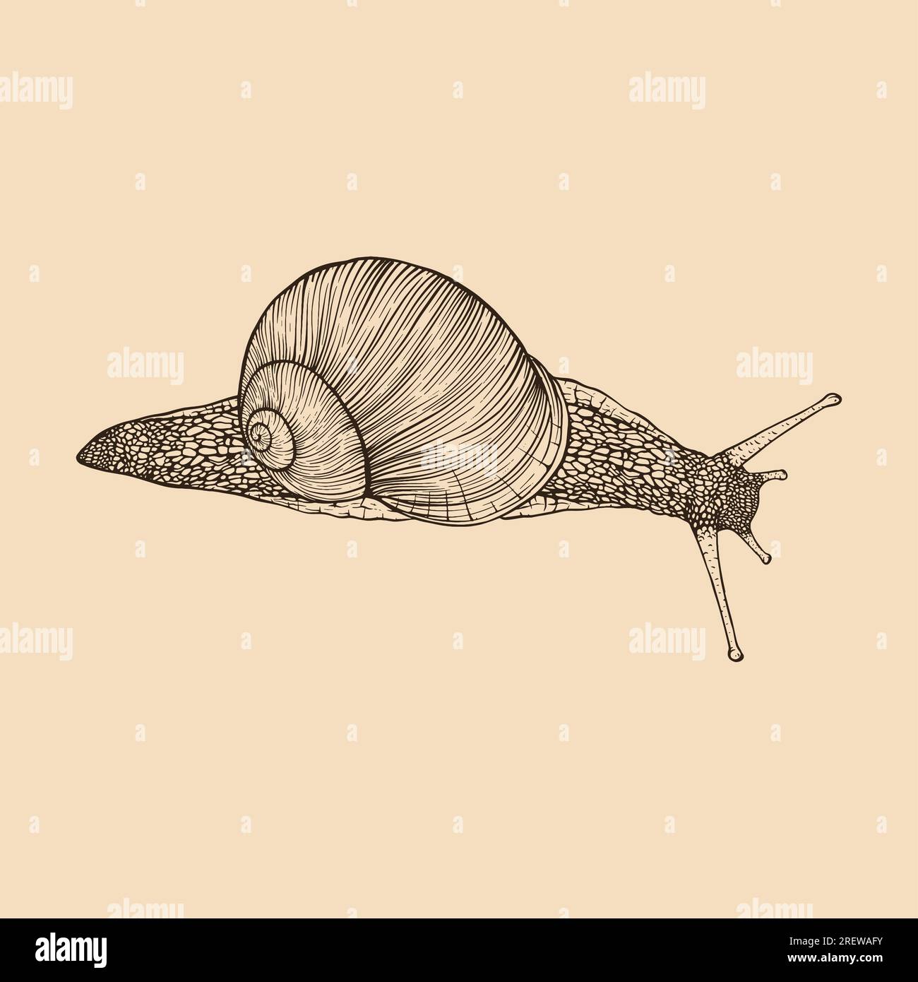 Lumaca disegnata a mano. Stile di incisione vintage line. Illustrazione vettoriale Illustrazione Vettoriale