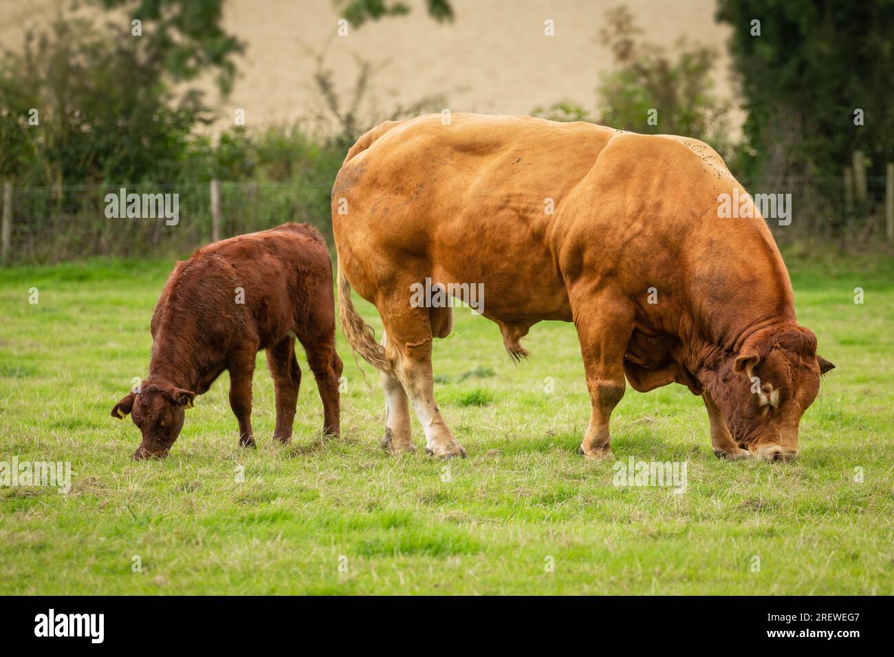 Primo piano di un grande e potente toro di Limousin e del suo giovane vitello con la testa giù e al pascolo nei pascoli estivi. Yorkshire Wolds, Regno Unito. Orizzontale. Poliziotto Foto Stock