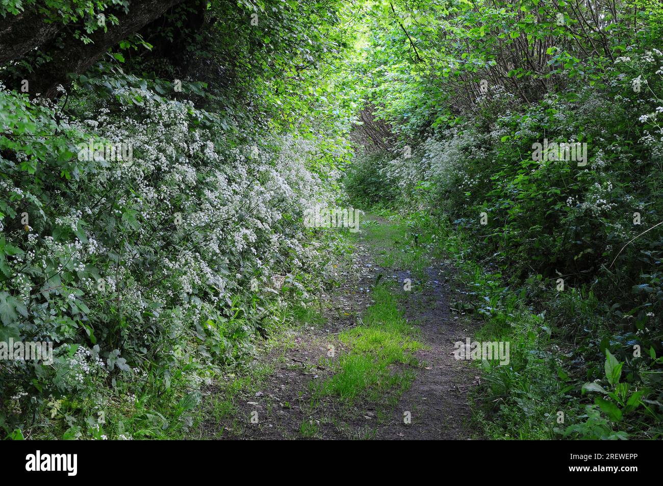 Mary Well Lane, Kingcombe Meadows National Nature Reserve, Dorset, Regno Unito Foto Stock