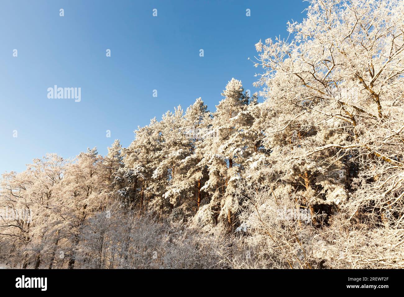 alberi decidui senza foglie nella stagione invernale, stagione invernale con neve nel parco o nella foresta, clima invernale freddo nel parco o nella foresta al gelo Foto Stock