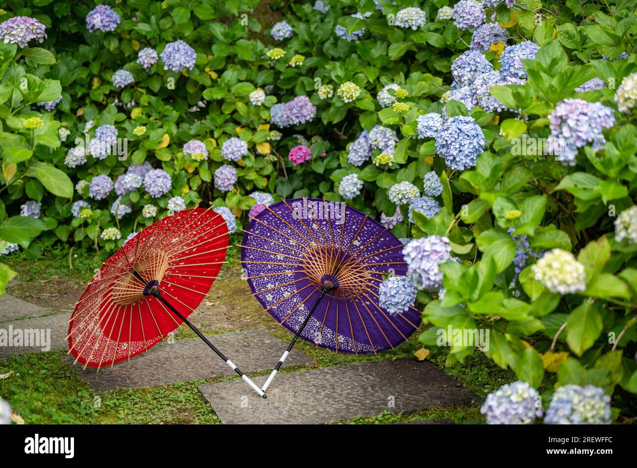 Ombrello di carta tradizionale giapponese e cespugli e cespugli da fiore Hydrangea macrophylla nel giardino. Concetto di cultura giapponese. Kyoto, Giappone Foto Stock Ombrello di carta tradizionale giapponese e cespugli e cespugli da fiore Hydrangea macrophylla nel giardino. Concetto di cultura giapponese. Kyoto, Giappone Foto Stock