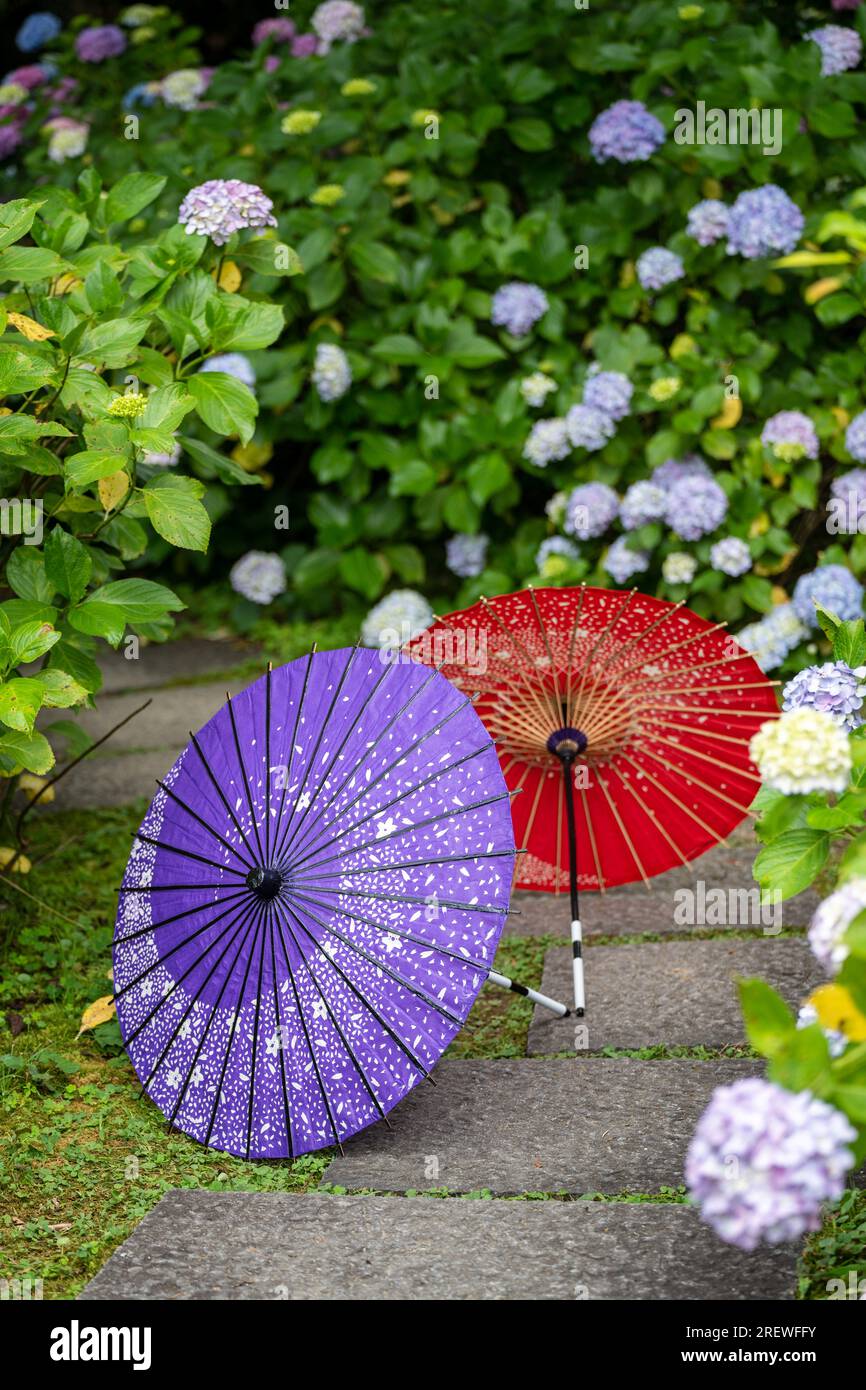 Ombrello di carta tradizionale giapponese e cespugli e cespugli da fiore Hydrangea macrophylla nel giardino. Concetto di cultura giapponese. Kyoto, Giappone Foto Stock Ombrello di carta tradizionale giapponese e cespugli e cespugli da fiore Hydrangea macrophylla nel giardino. Concetto di cultura giapponese. Kyoto, Giappone Foto Stock