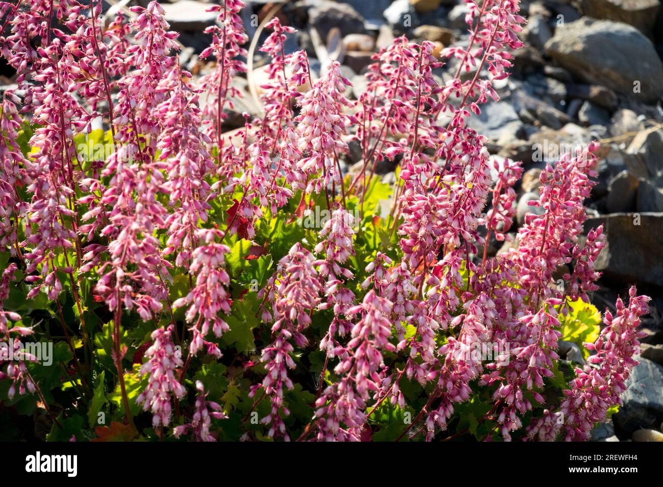 Gruppo Hardy Heucheras clumps of Coral Bells Pink Heuchera Garden Heuchera pulchella Fiore alpino Clump-formando povero terreno di pietra June Flowers Rockery Foto Stock