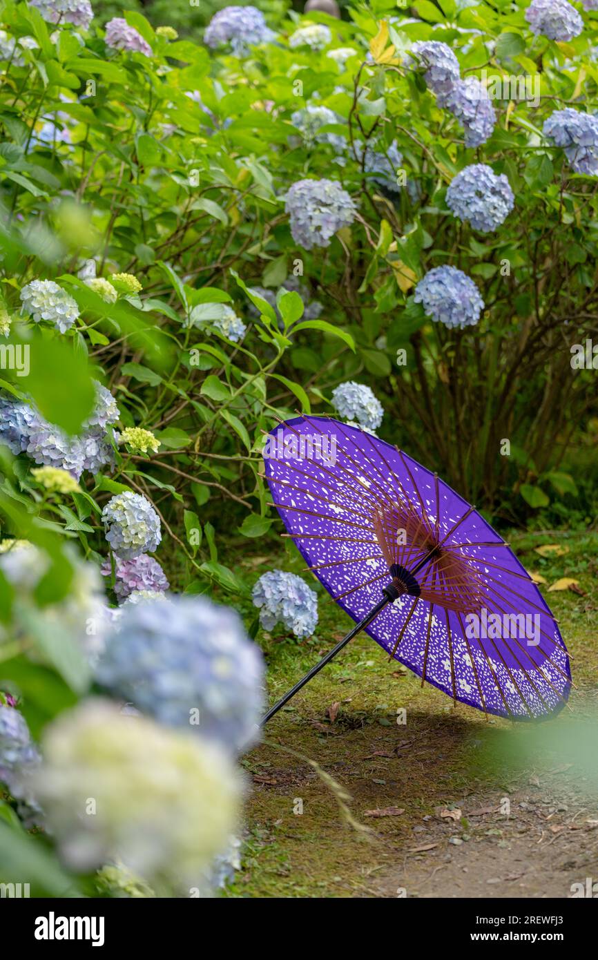 Ombrello di carta tradizionale giapponese e cespugli e cespugli da fiore Hydrangea macrophylla nel giardino. Concetto di cultura giapponese. Kyoto, Giappone Foto Stock Ombrello di carta tradizionale giapponese e cespugli e cespugli da fiore Hydrangea macrophylla nel giardino. Concetto di cultura giapponese. Kyoto, Giappone Foto Stock