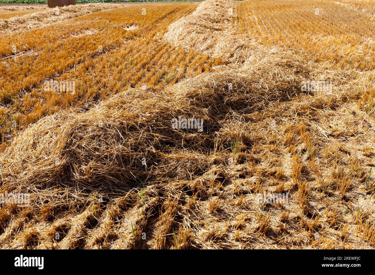 paglia su terreni agricoli dopo la raccolta e la raccolta di una grande quantità di grano, la paglia viene raccolta e utilizzata in attività agricole Foto Stock
