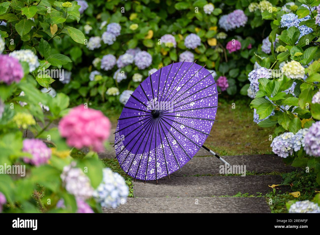 Ombrello di carta tradizionale giapponese e cespugli e cespugli da fiore Hydrangea macrophylla nel giardino. Concetto di cultura giapponese. Kyoto, Giappone Foto Stock Ombrello di carta tradizionale giapponese e cespugli e cespugli da fiore Hydrangea macrophylla nel giardino. Concetto di cultura giapponese. Kyoto, Giappone Foto Stock