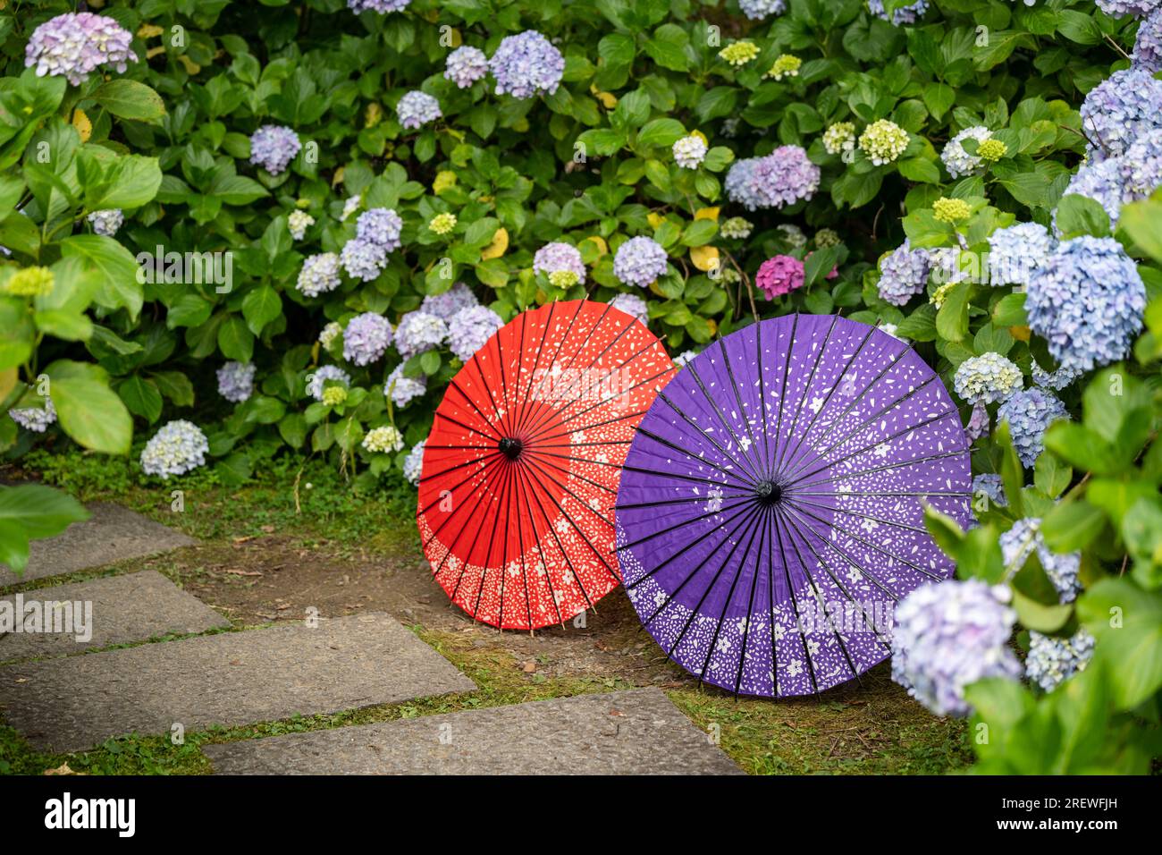 Ombrello di carta tradizionale giapponese e cespugli e cespugli da fiore Hydrangea macrophylla nel giardino. Concetto di cultura giapponese. Kyoto, Giappone Foto Stock Ombrello di carta tradizionale giapponese e cespugli e cespugli da fiore Hydrangea macrophylla nel giardino. Concetto di cultura giapponese. Kyoto, Giappone Foto Stock