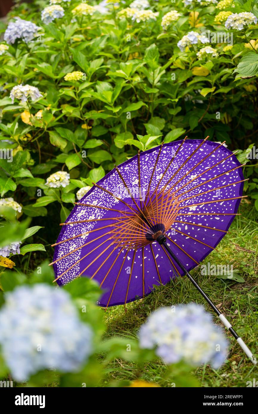 Ombrello di carta tradizionale giapponese e cespugli e cespugli da fiore Hydrangea macrophylla nel giardino. Concetto di cultura giapponese. Kyoto, Giappone Foto Stock Ombrello di carta tradizionale giapponese e cespugli e cespugli da fiore Hydrangea macrophylla nel giardino. Concetto di cultura giapponese. Kyoto, Giappone Foto Stock