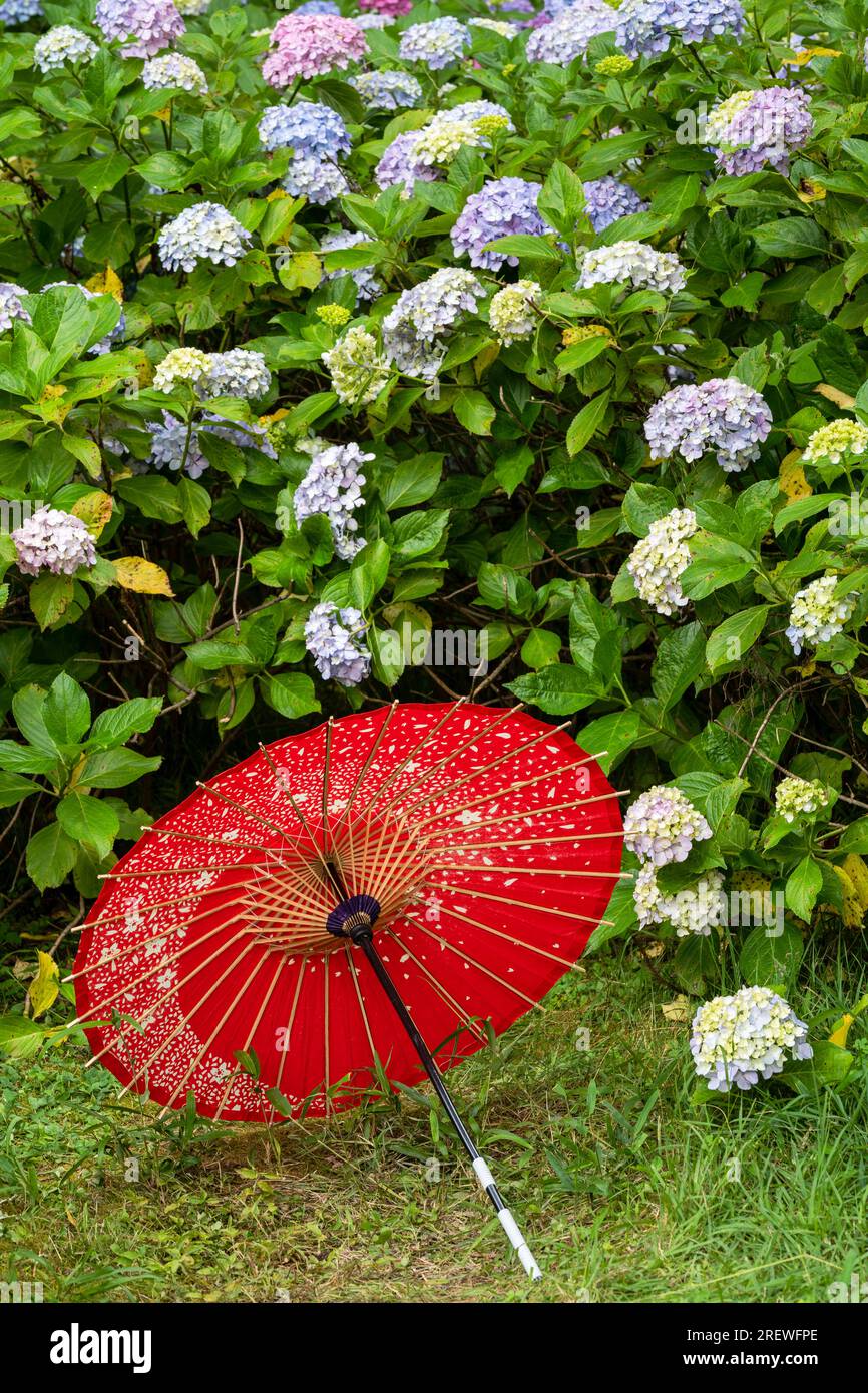 Ombrello di carta tradizionale giapponese e cespugli e cespugli da fiore Hydrangea macrophylla nel giardino. Concetto di cultura giapponese. Kyoto, Giappone Foto Stock Ombrello di carta tradizionale giapponese e cespugli e cespugli da fiore Hydrangea macrophylla nel giardino. Concetto di cultura giapponese. Kyoto, Giappone Foto Stock