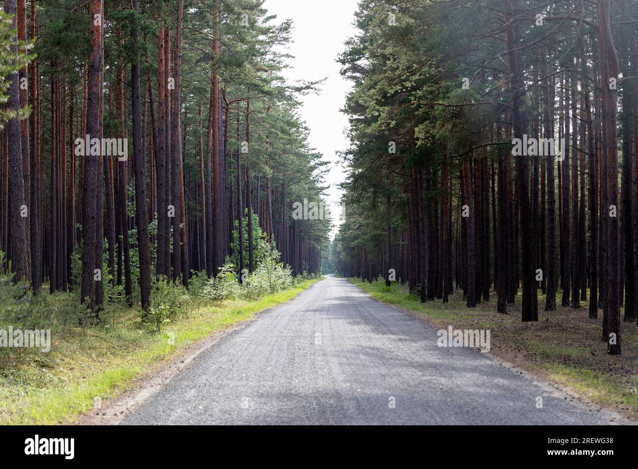Strada dritta sull'isola di Kihnu nel Mar Baltico, circondata da pinete su entrambi i lati, Estonia Foto Stock