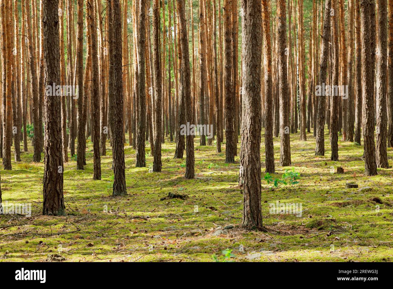 Paesaggio forestale. Foresta di conifere con pini e muschio. Sfondo foresta, sfondo natura. Foto di stock forestali Foto Stock