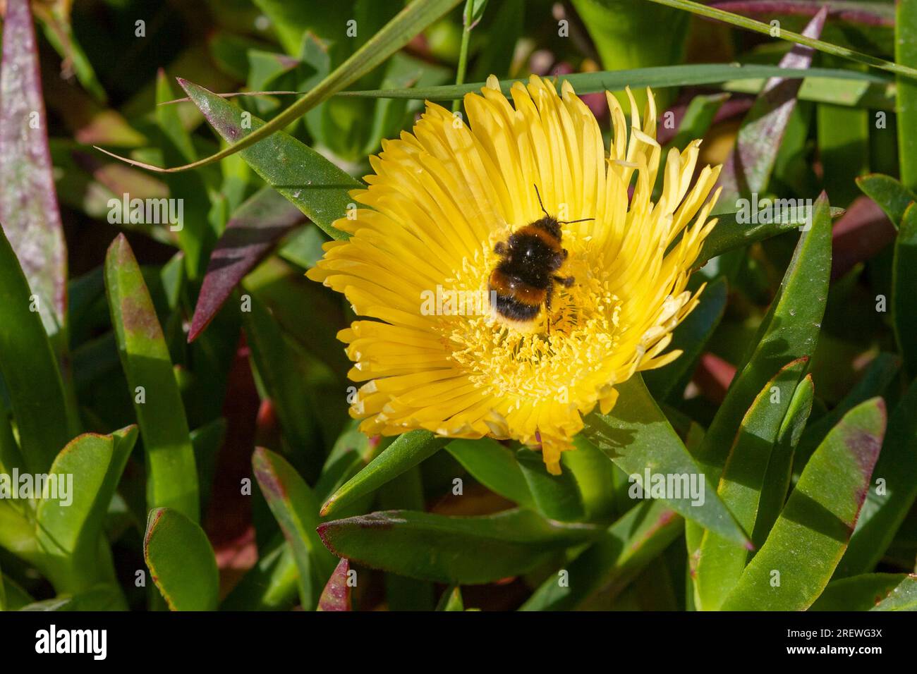 Bumblebee che raccoglie polline dal grande fiore giallo di un fico Hottentot (Carpobrotus edulis) a Bryher, Isles of Scilly, Regno Unito Foto Stock