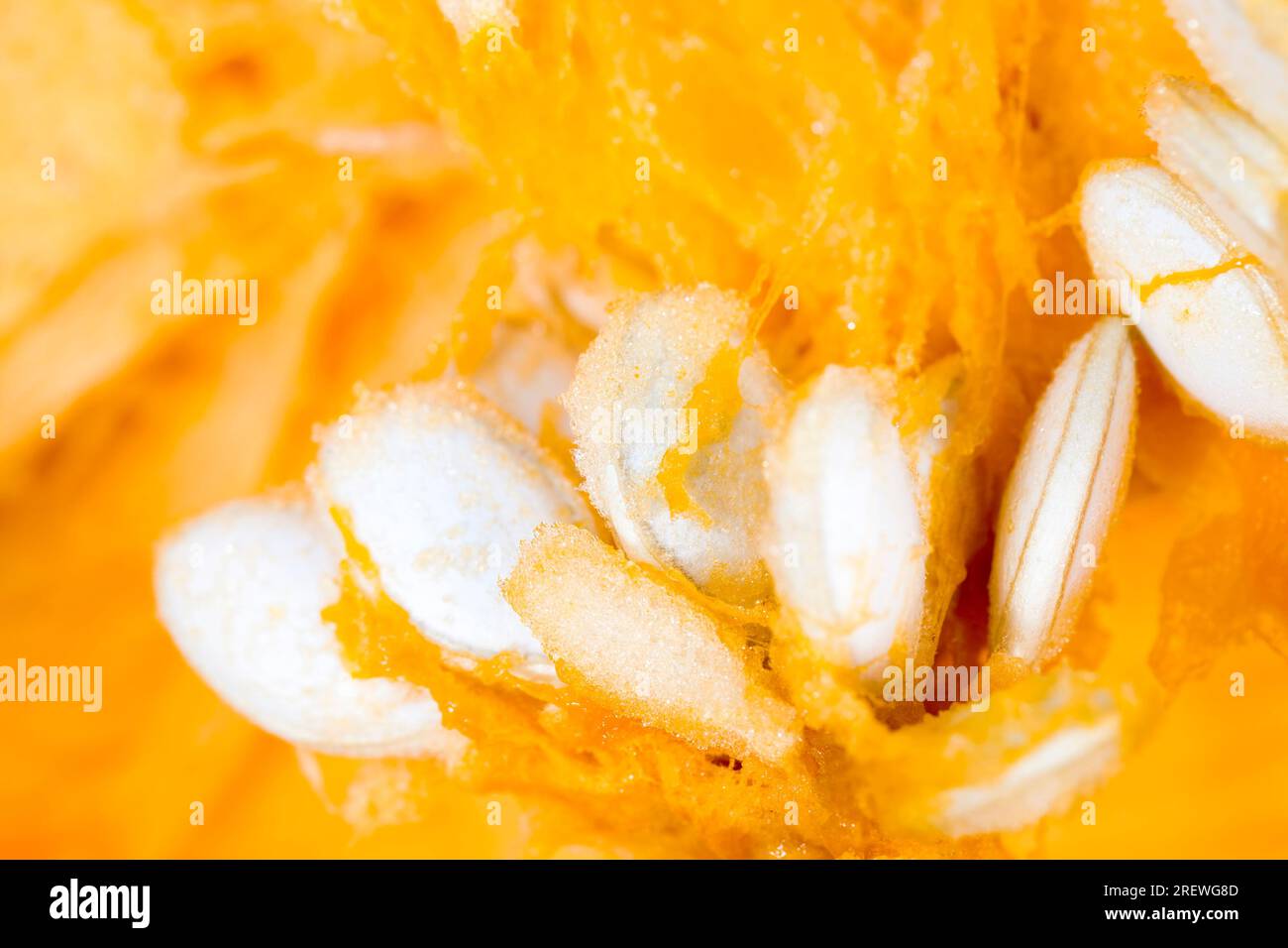 zucca arancione matura tagliata a pezzi mentre cucinano piatti vegetariani, pezzetti di zucca dolce su un tagliere in cucina Foto Stock