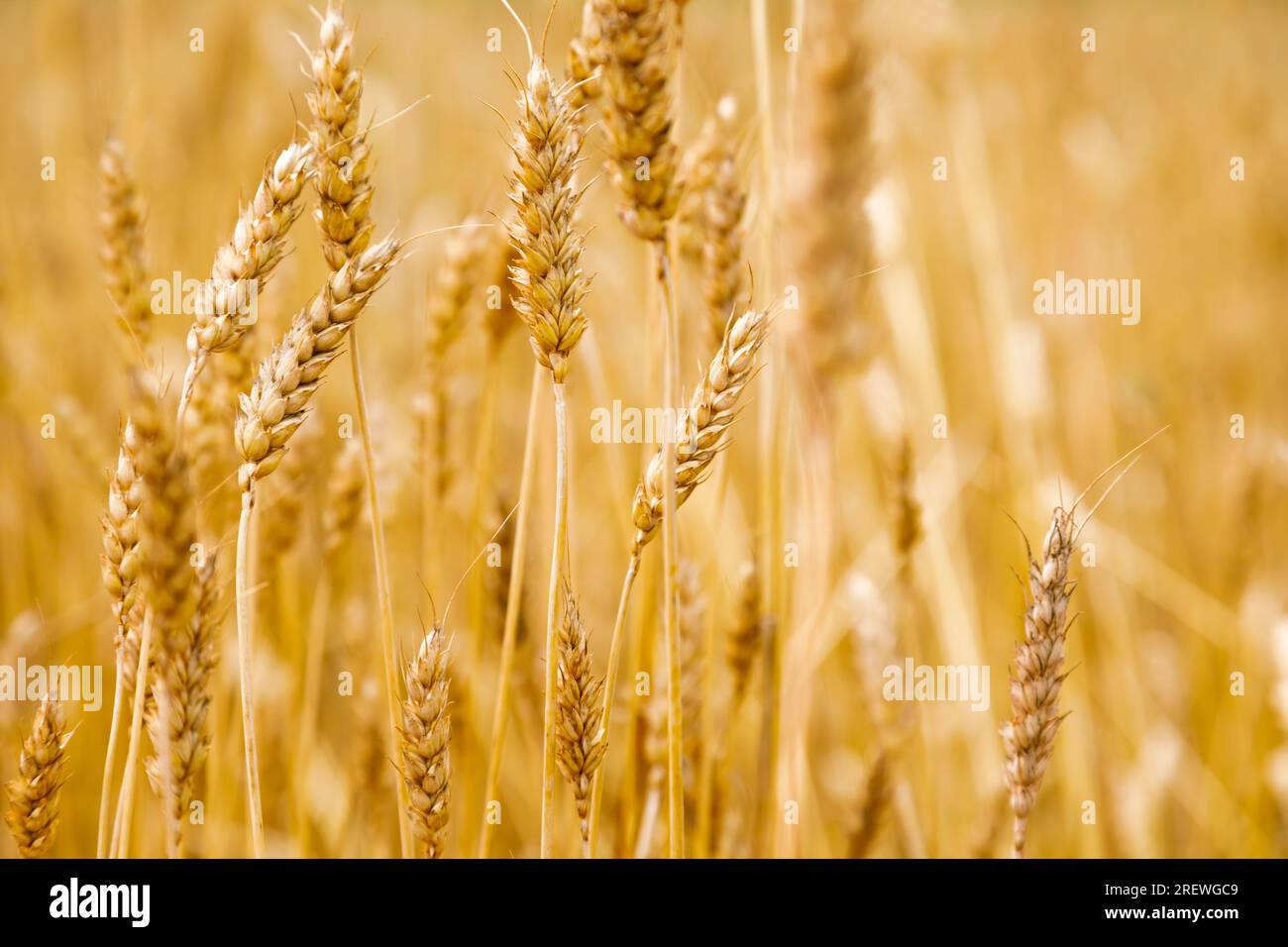 Primo piano delle orecchie di grano sul campo di grano giallo, raccolta del grano Foto Stock
