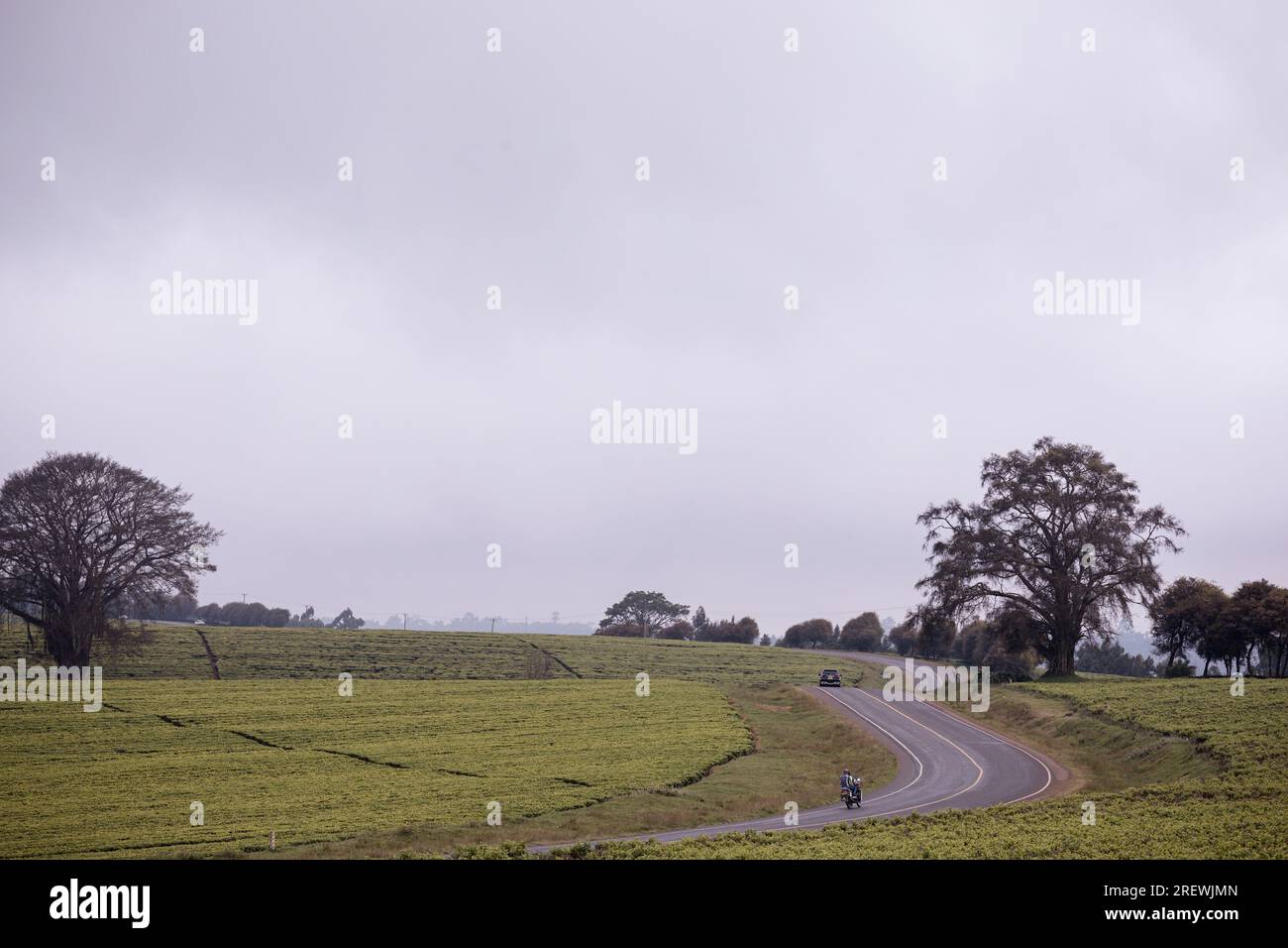 Kiambu County Limuru Central Province Thika Tea Leaves Farm Farming Kenya paesaggio su larga scala vegetazioni campi piante prati strada statale verde ep Foto Stock