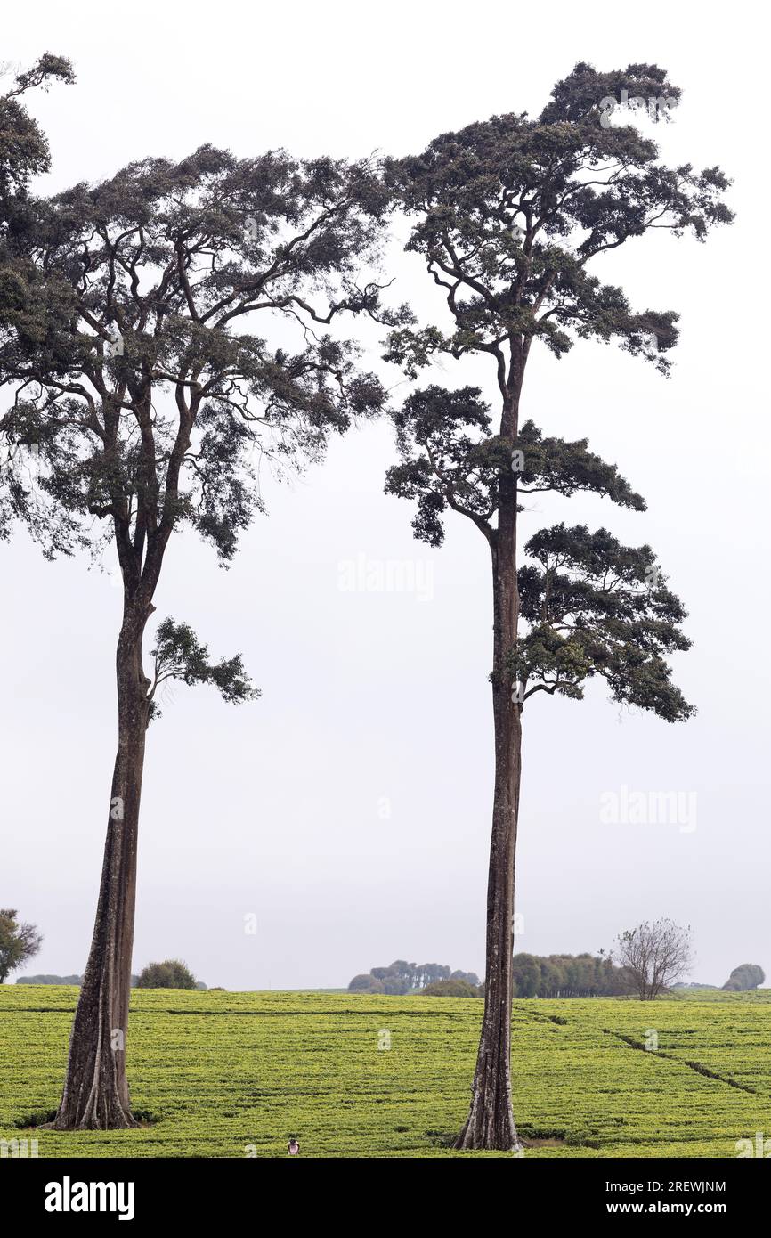 Kiambu County Limuru Central Province Thika Tea Leaves Farm Farming Kenya paesaggio su larga scala vegetazioni campi piante prati strada statale verde ep Foto Stock