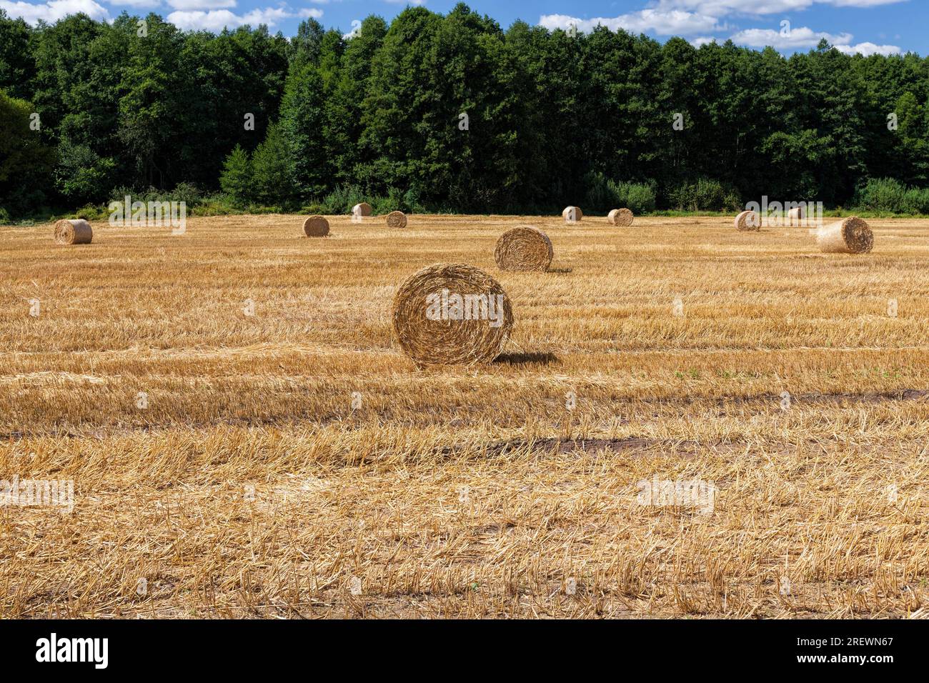 paglia su terreni agricoli dopo la raccolta e la raccolta di una grande quantità di grano, la paglia viene raccolta e utilizzata in attività agricole Foto Stock