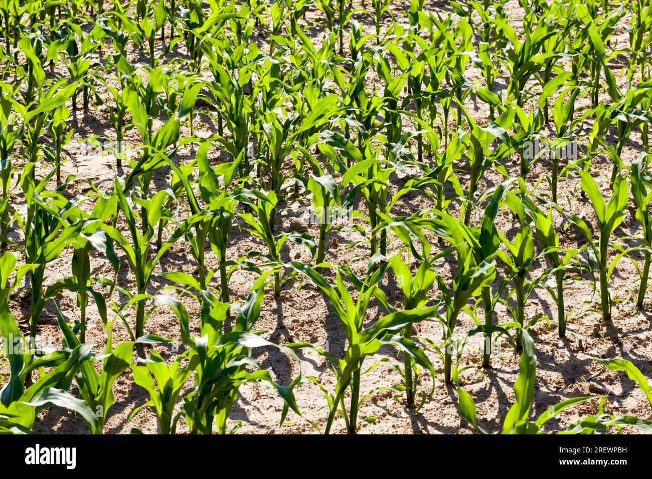 attività agricole connesse alla coltivazione del mais dolce, all’agricoltura e alla lavorazione del mais per produrre un’elevata resa di mais e cibo, primo piano Foto Stock