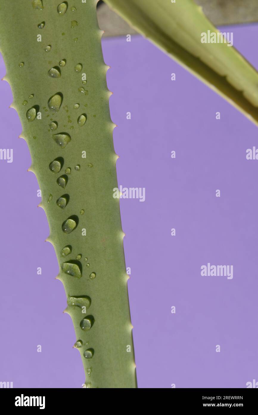 Frammento del ramo della pianta di aloe. primo piano. Sfondo viola Foto Stock