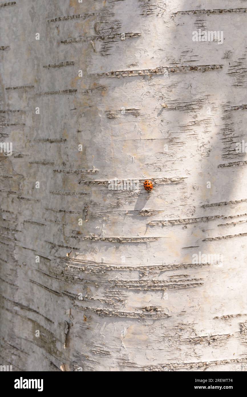 consistenza tronco di betulla corteccia bianca primo piano coccinella ombre naturali del giorno di sole Foto Stock