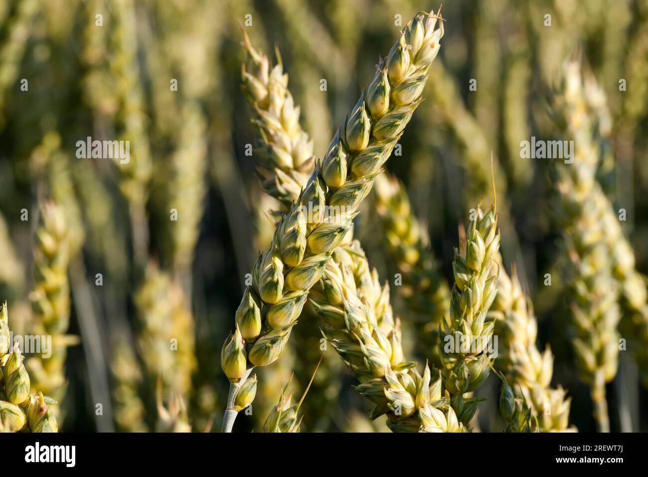 Campo agricolo seminato con grano che è quasi maturo e diventa giallo colore dorato, grano non è pronto per la raccolta, grande resa di grano di unmaturo Foto Stock