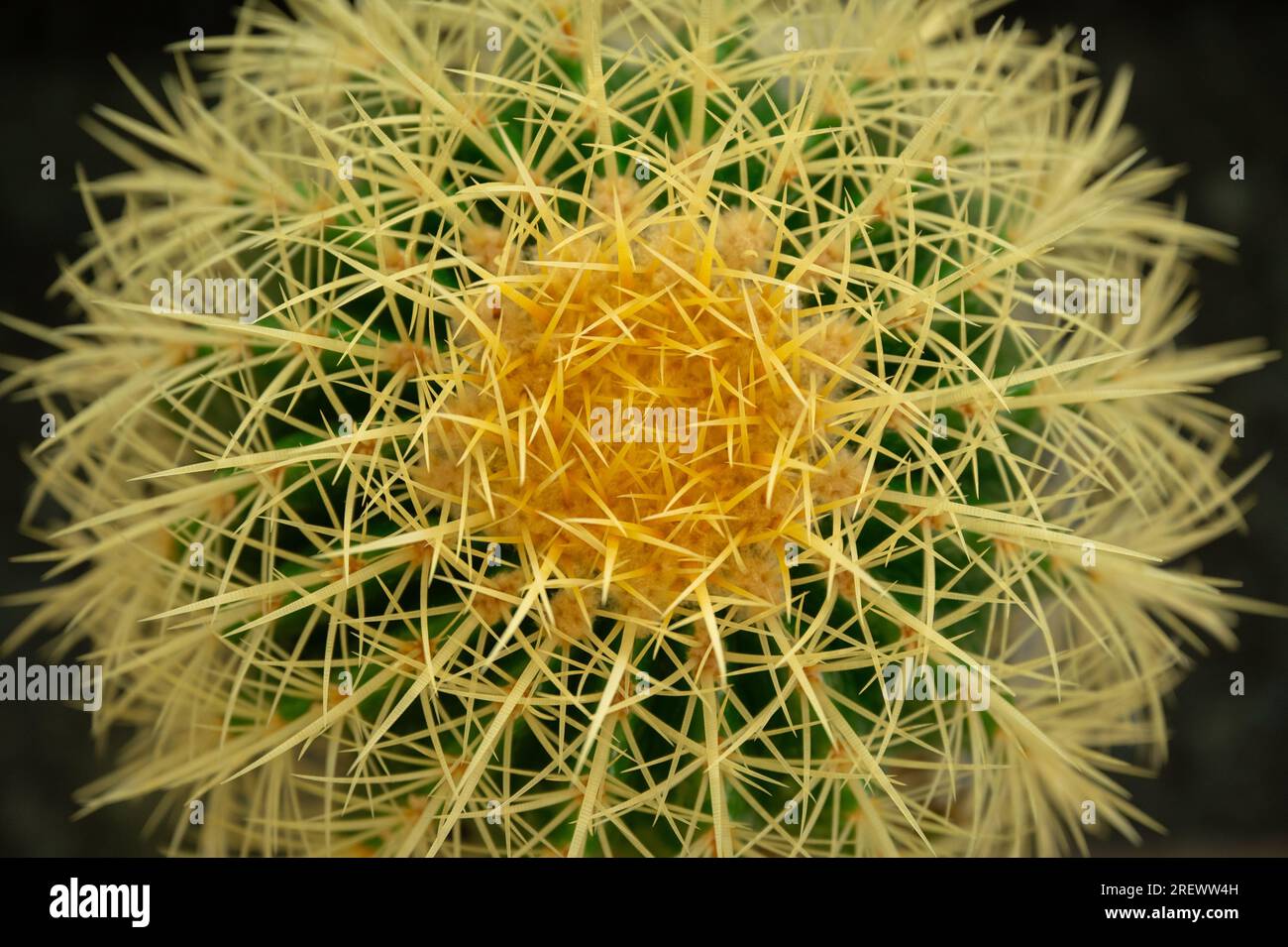 Primo piano di un cactus verde con spine spesse e gialle Foto Stock