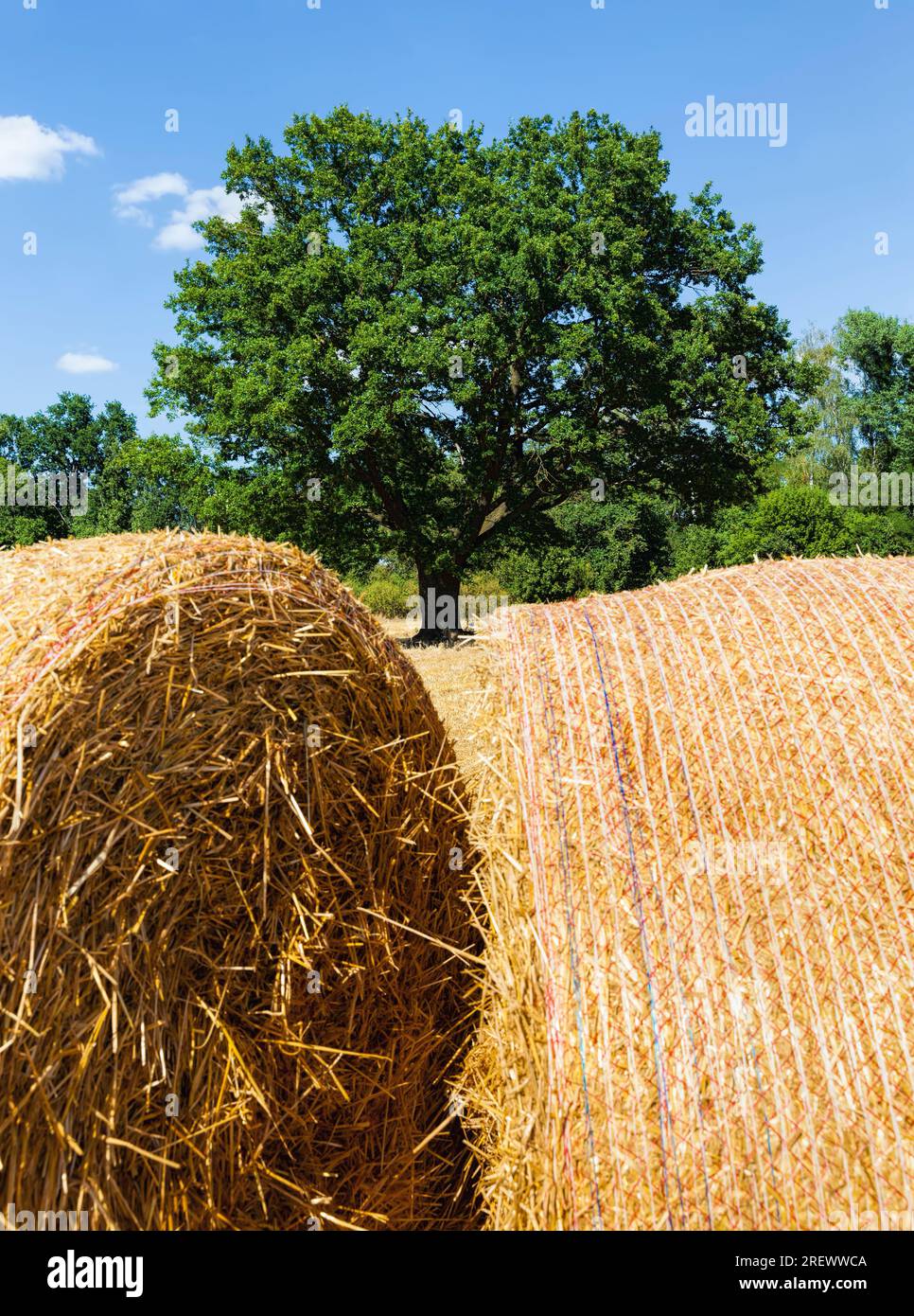 Campo agricolo con paglia d'India di grano, il grano da cui veniva raccolto per il cibo, campo di grano in una soleggiata giornata estiva Foto Stock