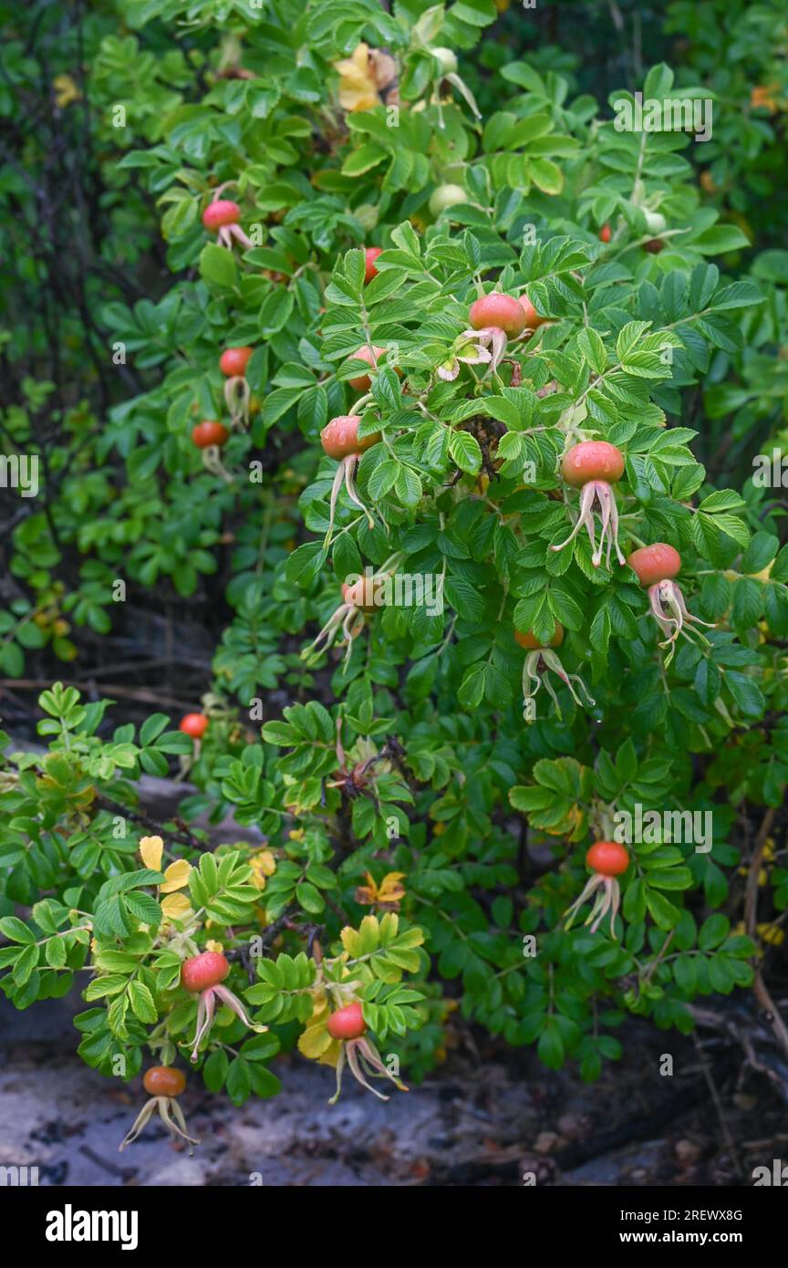 Rosa rugosa prospera lungo la costa della Norvegia. Foto Stock