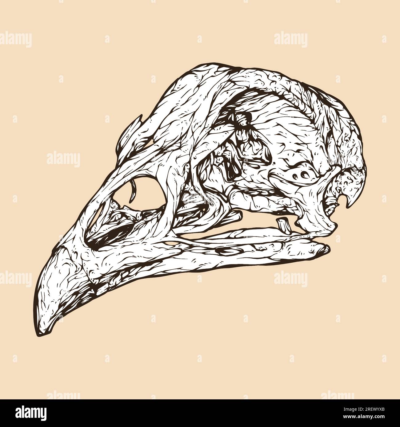 illustrazione vettoriale testa del cranio di pollo Illustrazione Vettoriale