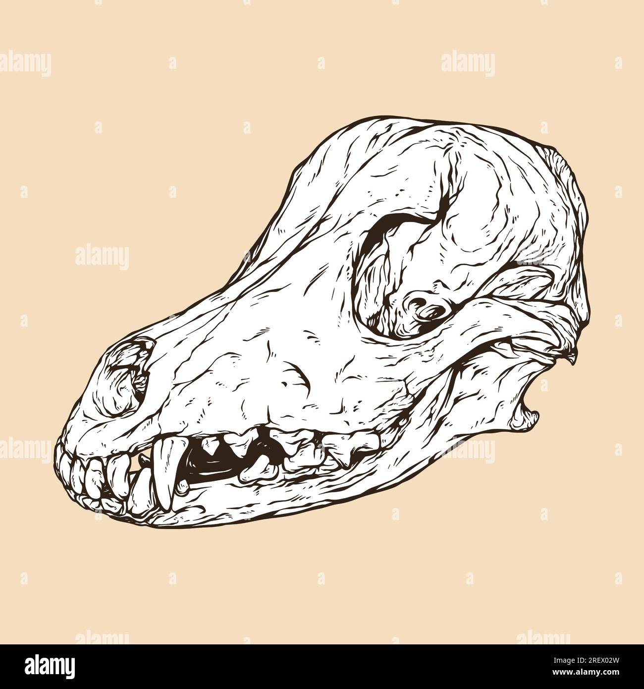 illustrazione vettoriale della testa del cranio di cane domestico Illustrazione Vettoriale