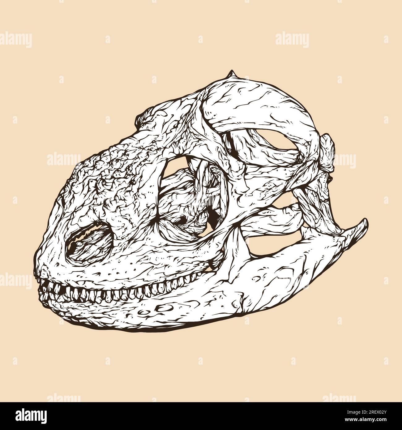 galapagos land iguana illustrazione vettoriale testa cranio Illustrazione Vettoriale