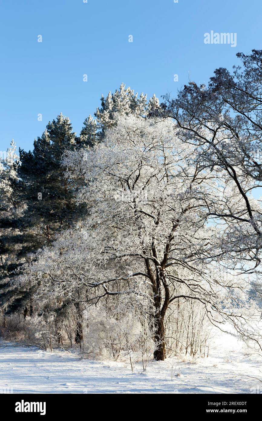 alberi decidui senza foglie nella stagione invernale, stagione invernale con neve nel parco o nella foresta, clima invernale freddo nel parco o nella foresta al gelo Foto Stock