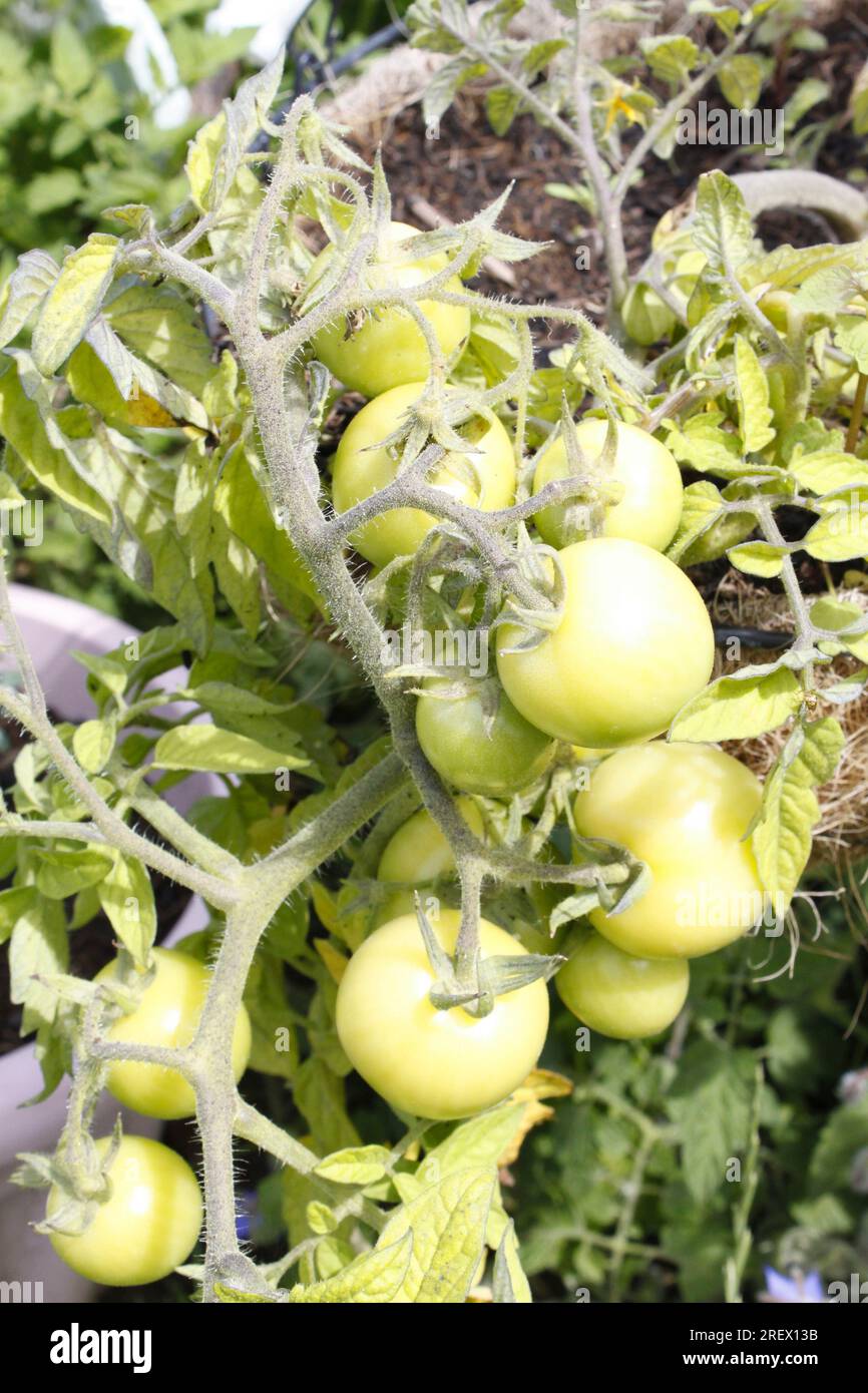 Pomodori verdi sulla vite - la varietà è Mini bel Foto Stock