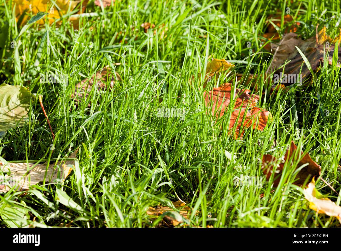 erba verde nella stagione autunnale, all'inizio dell'autunno e nei primi mesi, primo piano di erba verde durante l'autunno delle foglie Foto Stock