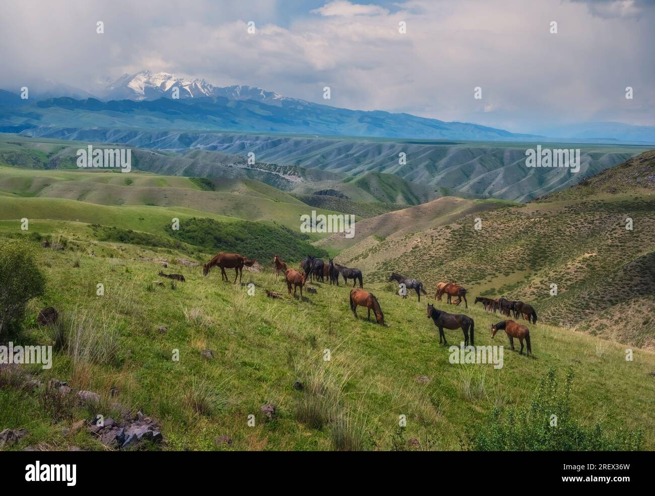 In primavera, un branco di cavalli pascolano su splendidi prati vicino alle montagne del Kazakistan Foto Stock
