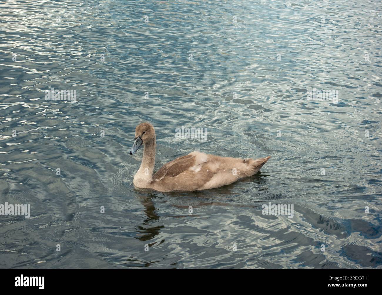 Un cigno marrone cygnet che nuota nell'acqua blu Foto Stock