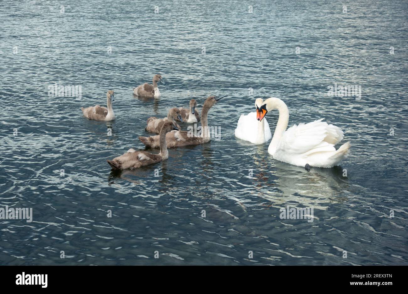 Coppia di cigni bianchi muti come orgogliosi genitori che proteggono i loro cigni (cigni per bambini) in acqua blu come concetto di valori familiari Foto Stock