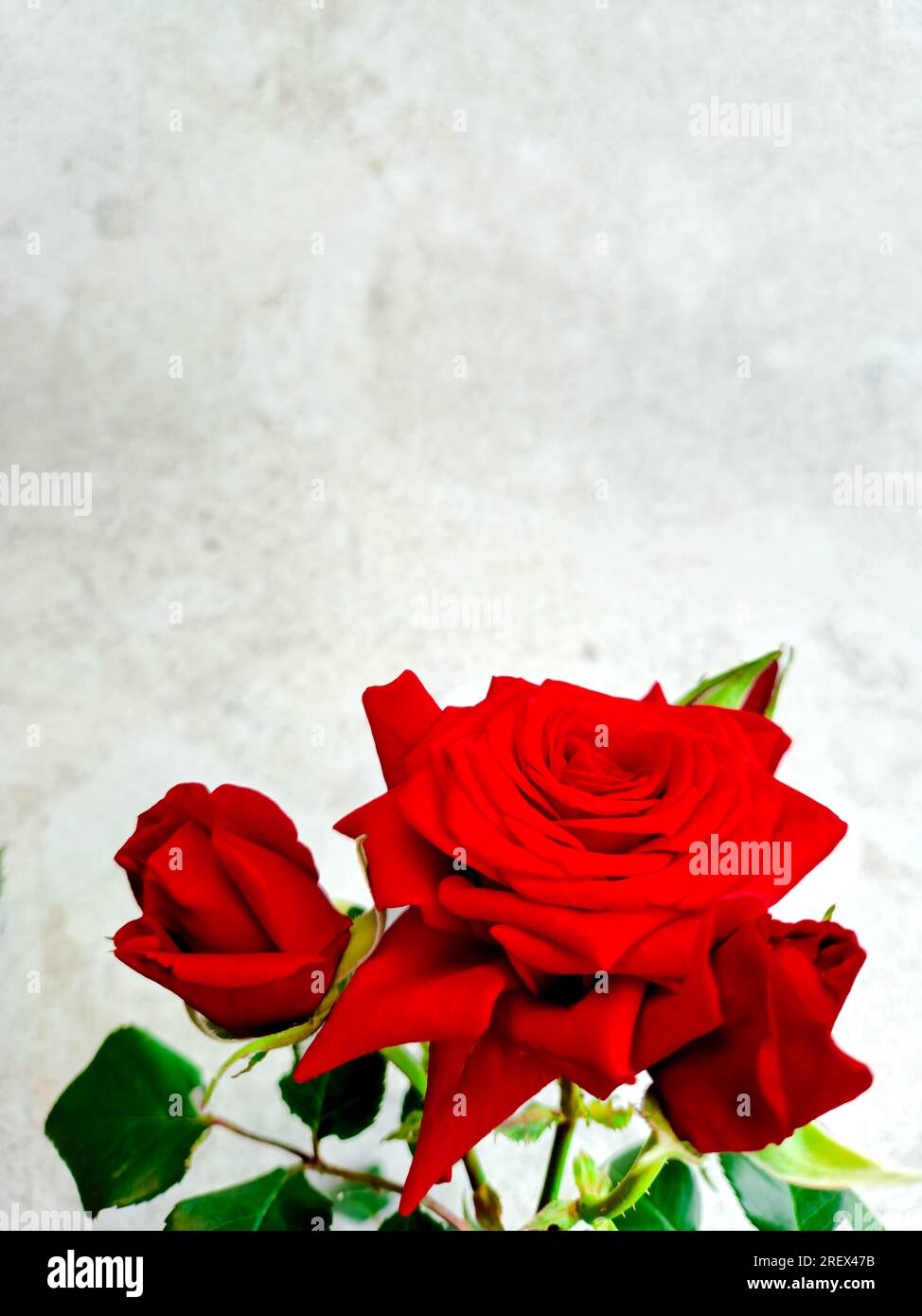 rosa rossa su sfondo di marmo bianco con spazio per la copia Foto Stock