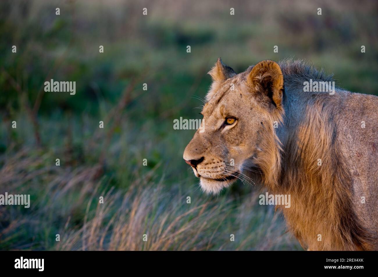 Primo piano di un giovane leone che mostra gli occhi gialli Foto Stock