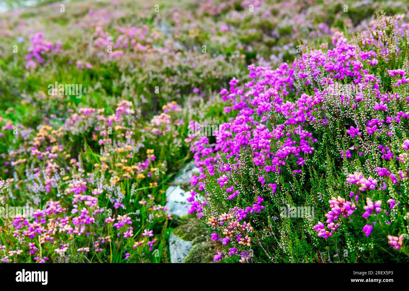 Colline coperte di Erica del Parco Nazionale di Cairngorms, Scozia. Foto Stock