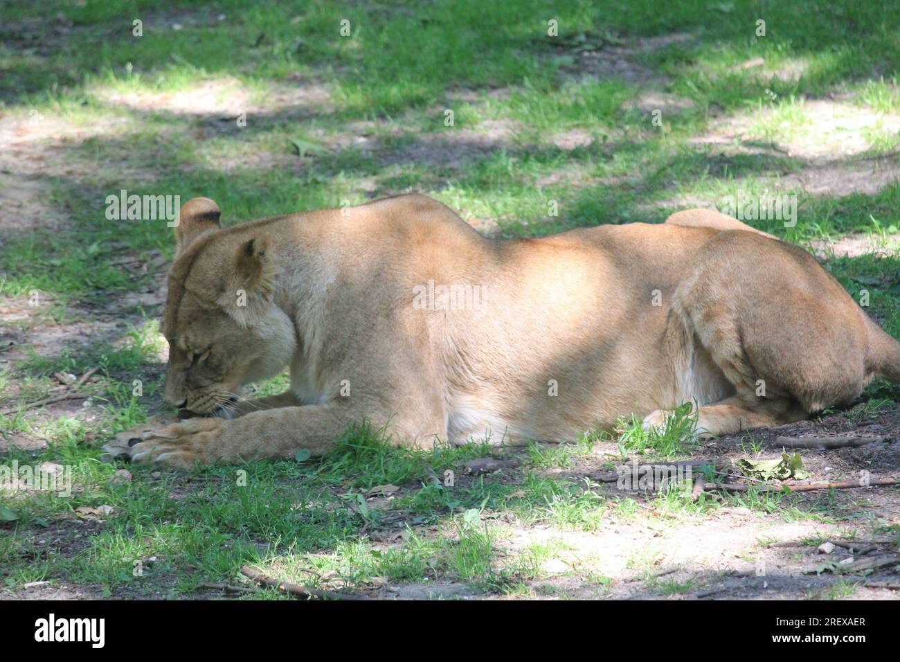 Lion Foto Stock